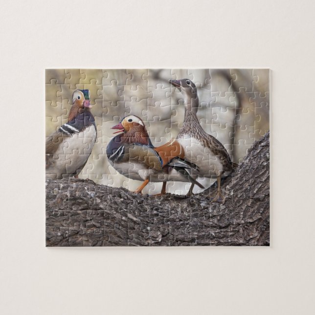 Two males vying for a female Mandarin duck Jigsaw Puzzle (Horizontal)