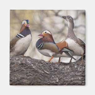 Two males vying for a female Mandarin duck Magnet