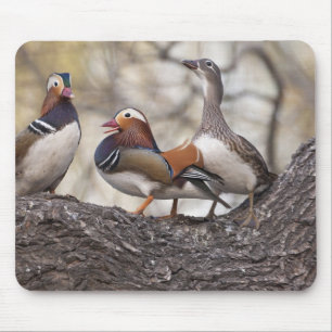 Two males vying for a female Mandarin duck Mouse Pad