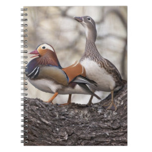 Two males vying for a female Mandarin duck Notebook