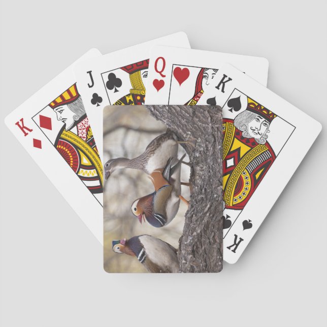 Two males vying for a female Mandarin duck Playing Cards (Back)