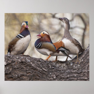 Two males vying for a female Mandarin duck Poster