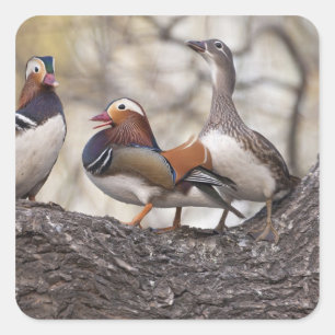 Two males vying for a female Mandarin duck Square Sticker