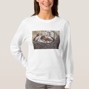 Two males vying for a female Mandarin duck T-Shirt