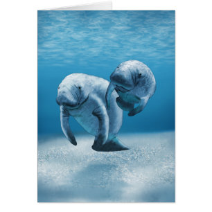 Two Manatees Swimming
