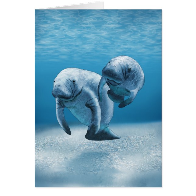 Two Manatees Swimming (Front)