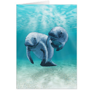 Two Manatees Swimming
