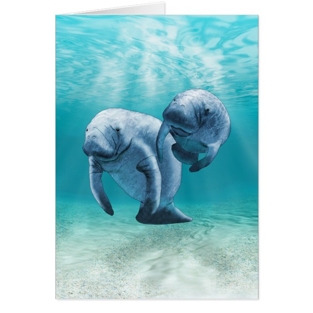 Two Manatees Swimming (Front)