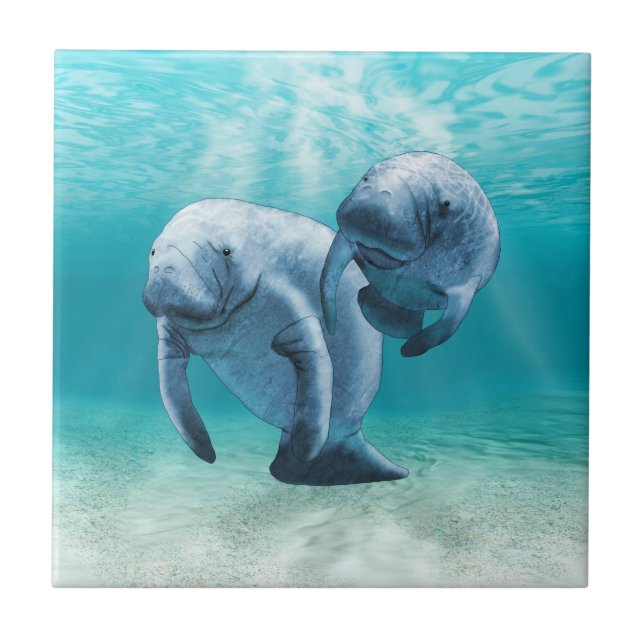 Two Manatees Swimming Ceramic Tile (Front)
