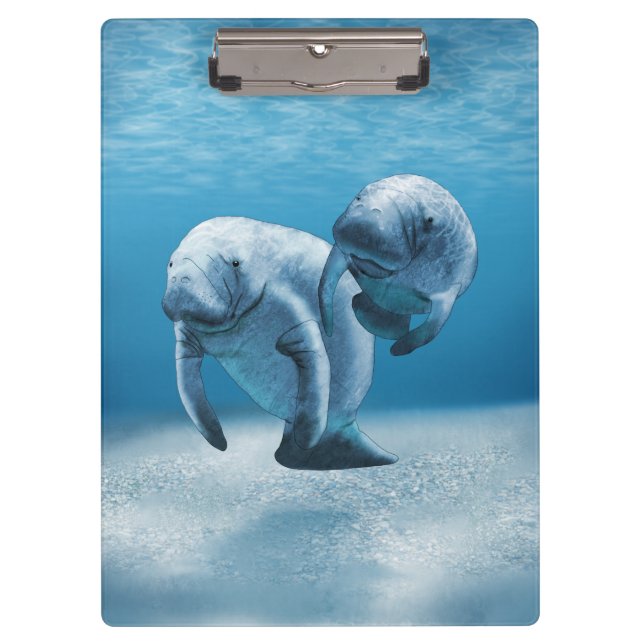 Two Manatees Swimming Clipboard (Front)