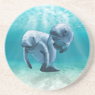 Two Manatees Swimming Coaster