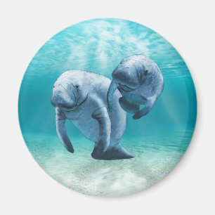 Two Manatees Swimming Magnet
