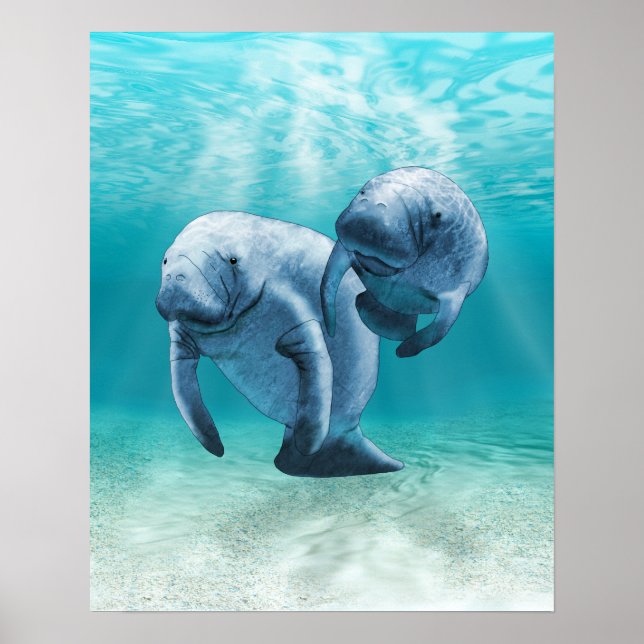 Two Manatees Swimming Poster (Front)