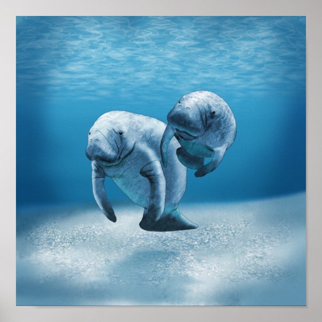 Two Manatees Swimming Poster (Front)