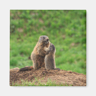 Two marmots magnet
