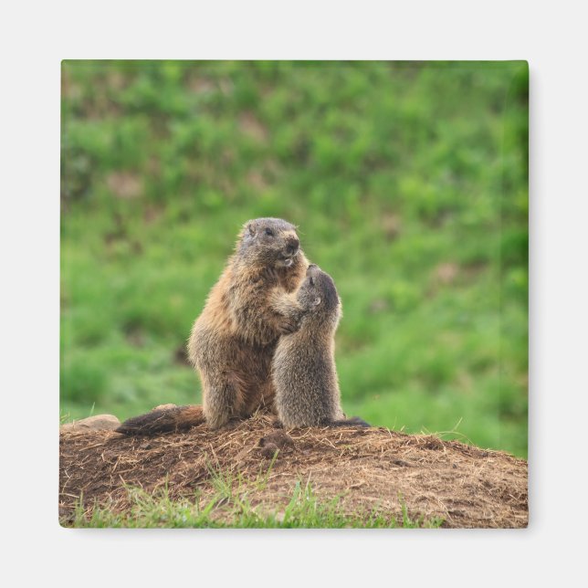 Two marmots magnet (Front)