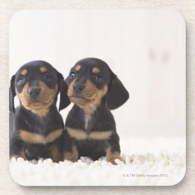 Two Mini Dachshund Sitting Coaster (Front)