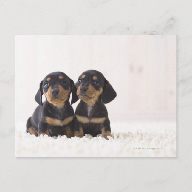 Two Mini Dachshund Sitting Postcard (Front)