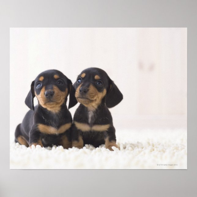 Two Mini Dachshund Sitting Poster (Front)