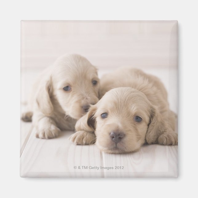 Two Miniature Dachshund Magnet (Front)