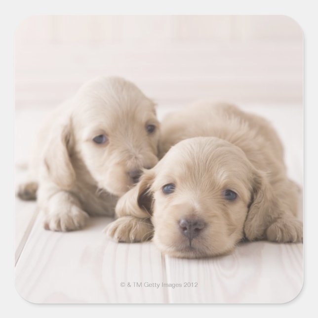 Two Miniature Dachshund Square Sticker (Front)