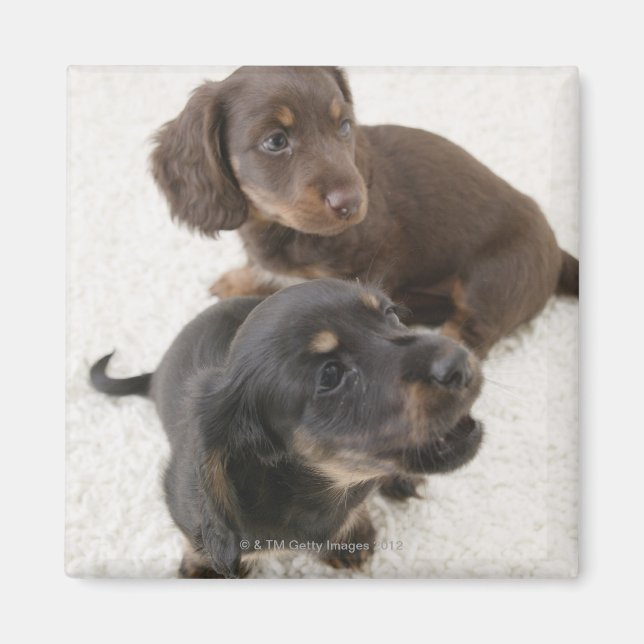 Two Miniature Dachshunds, Studio Shot Magnet (Front)