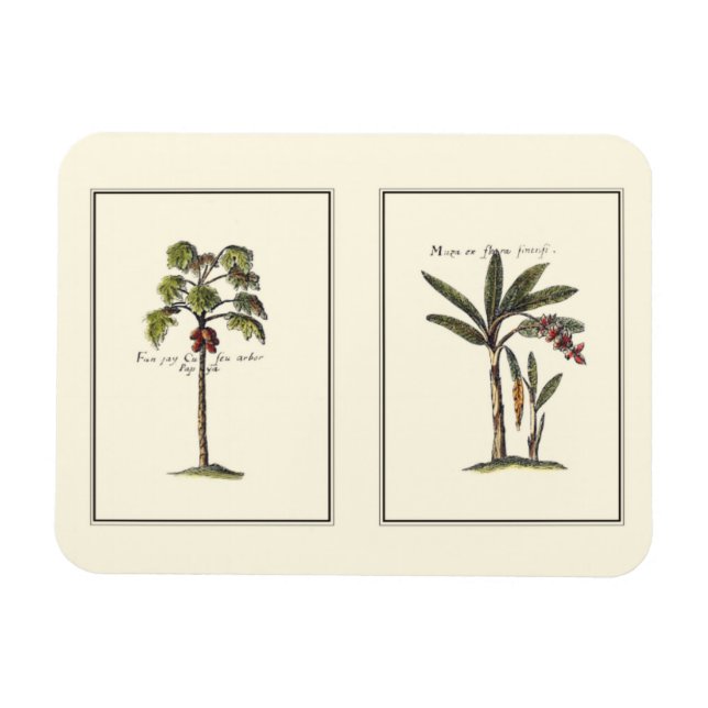 Two Miniature Framed Palm Trees Magnet (Horizontal)