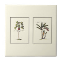 Two Miniature Framed Palm Trees