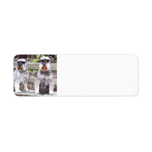 Two_miniature_schnauzers Return Address Label