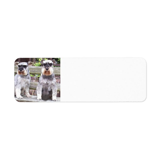 Two_miniature_schnauzers Return Address Label (Front)
