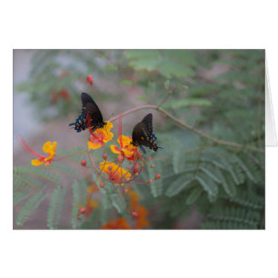Two Monarch Butterflys Photo Greeting Card