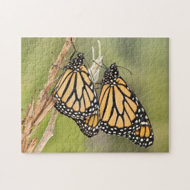 Two Monarch Butterfly's Puzzle (Horizontal)