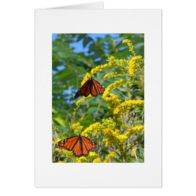 Two Monarchs (Front)