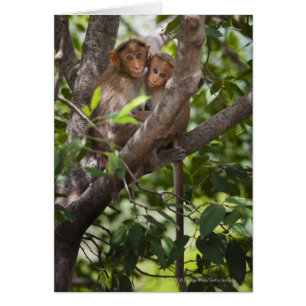 Two Monkeys In A Tree