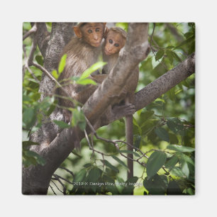 Two Monkeys In A Tree Magnet