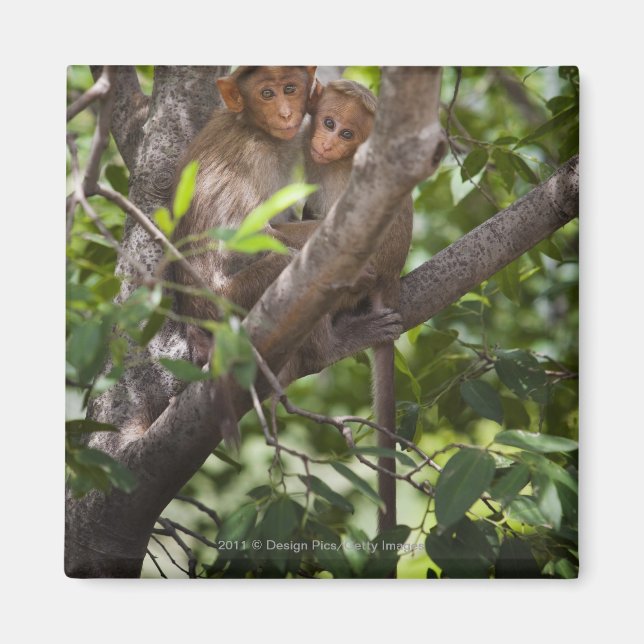 Two Monkeys In A Tree Magnet (Front)