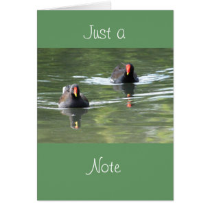 Two Moorhens