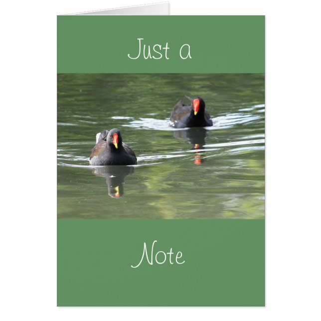 Two Moorhens (Front)