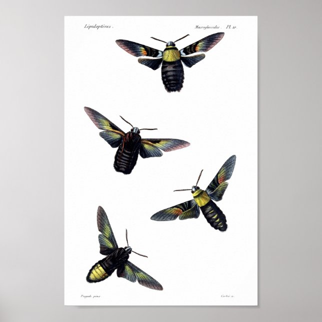 Two moths poster (Front)