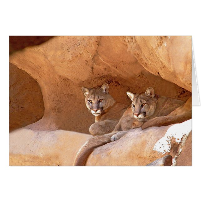 Two Mountain Lions (Front Horizontal)