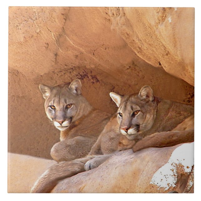 Two Mountain Lions  Ceramic Tile (Front)