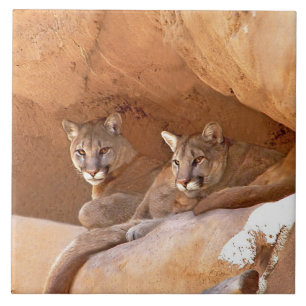 Two Mountain Lions Ceramic Tile