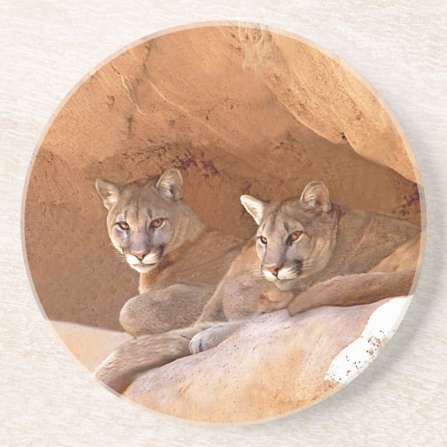 Two mountain lions coaster (Front)