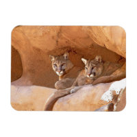 Two mountain lions