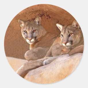 Two mountain lions sticker