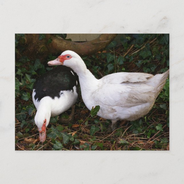 Two Muscovies Postcard (Front)