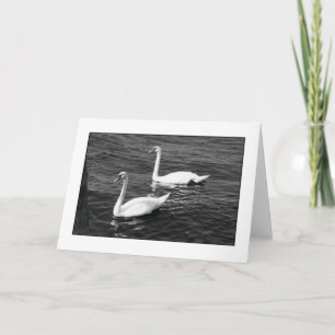 'Two Mute Swans' Blank Greeting Card