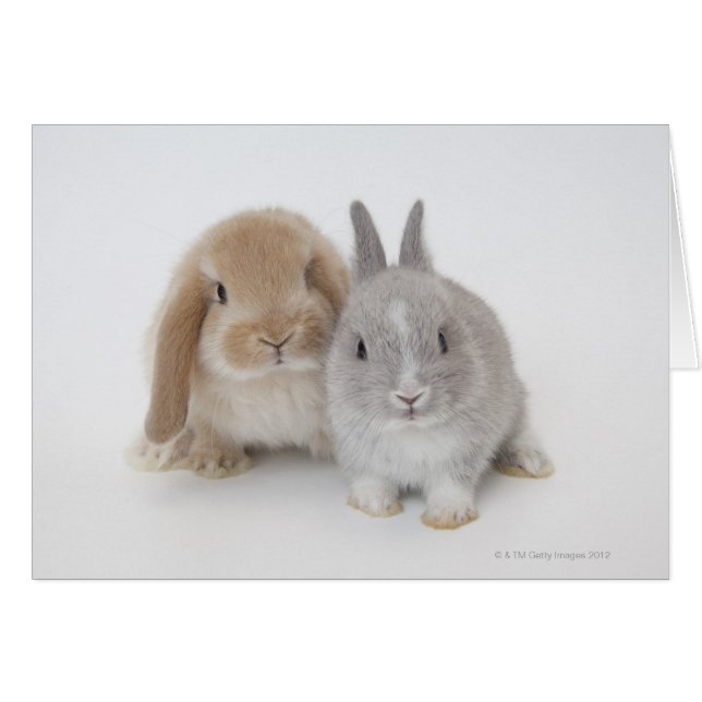 Two Netherland Dwarf and Holland Lop bunnies (Front Horizontal)