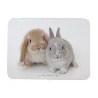 Two Netherland Dwarf and Holland Lop bunnies