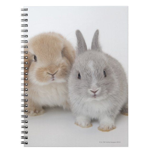 Two Netherland Dwarf and Holland Lop bunnies Notebook (Front)